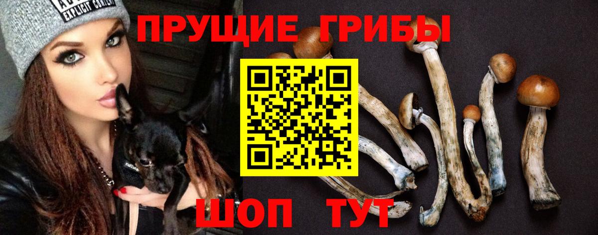 Псилоцибиновые грибы GOLDEN TEACHER Краснознаменск